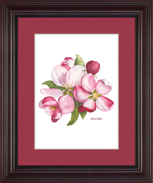 Apple Blossoms - Framed Prints