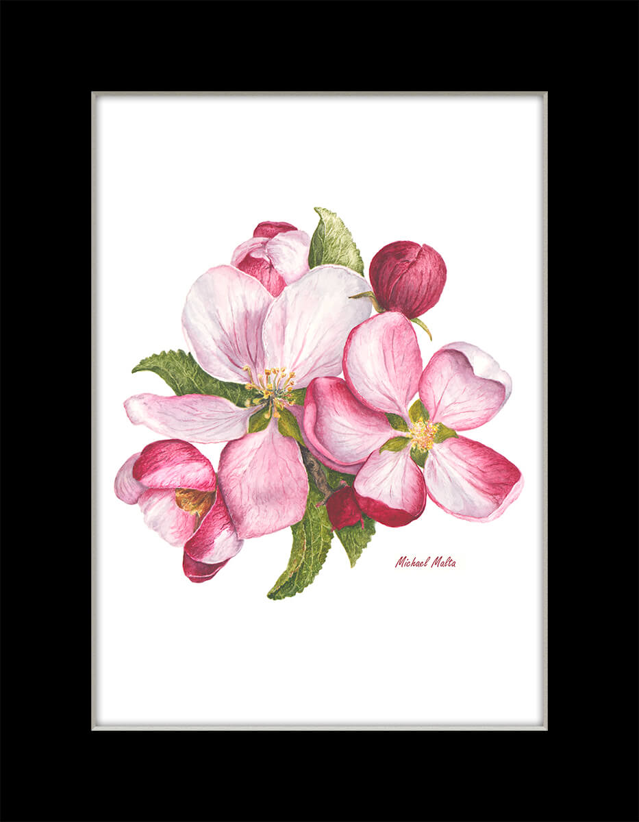 Apple Blossoms Artwork