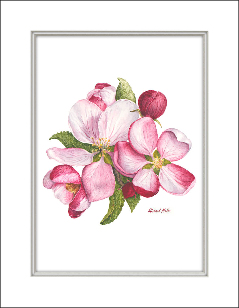 Apple Blossoms Artwork
