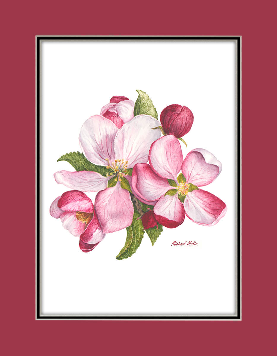 Apple Blossoms Artwork