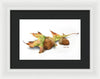 Autumn Oak And Acorns - Framed Print