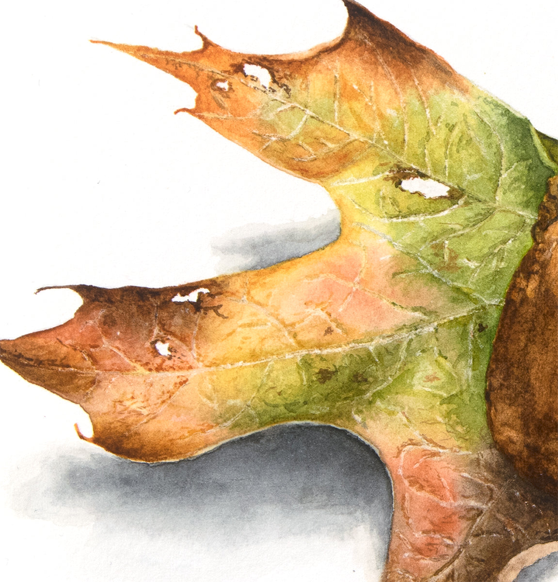 Autumn Oak and Acorns - Original