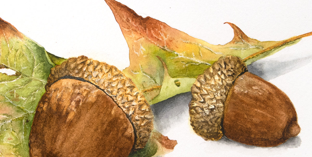 Autumn Oak and Acorns - Original