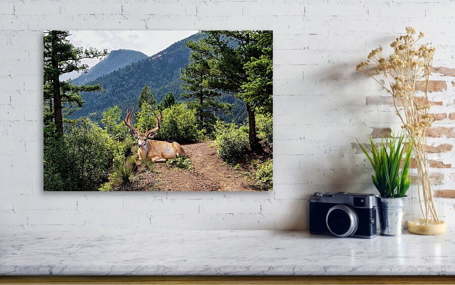 Taking A Break - Acrylic Print