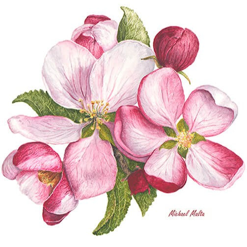 Apple Blossoms Artwork