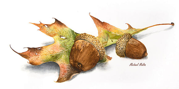 Autumn Oak and Acorns