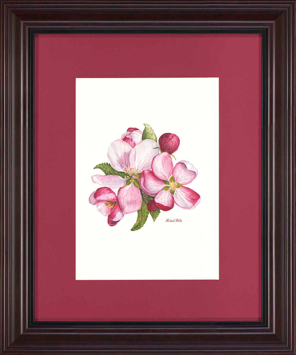 Apple Blossoms Artwork