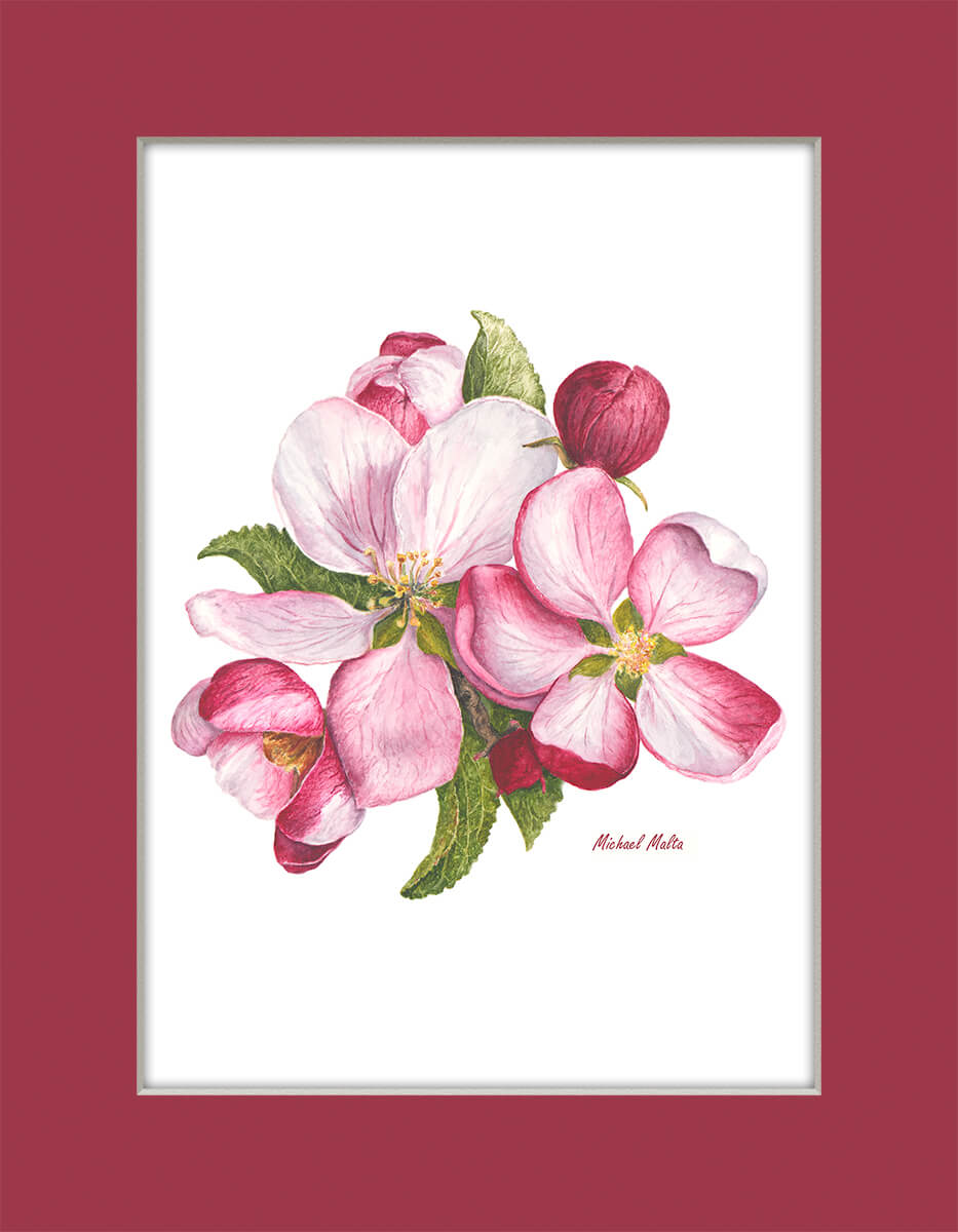 Apple Blossoms Artwork