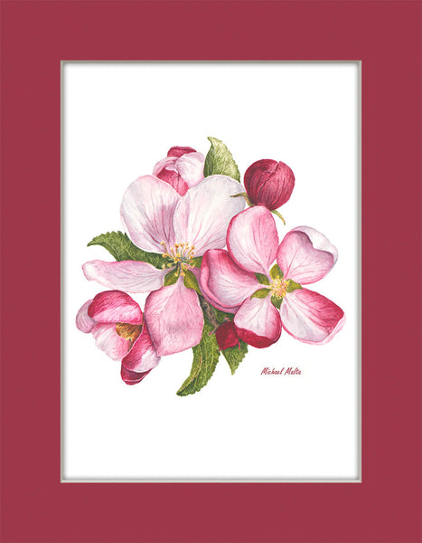 Apple Blossoms - Matted Prints