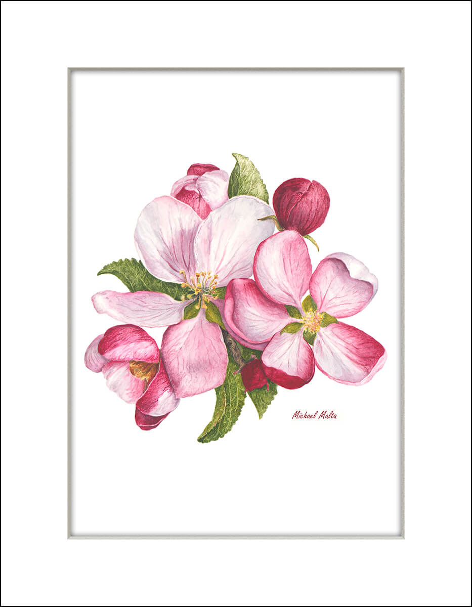 Apple Blossoms Artwork