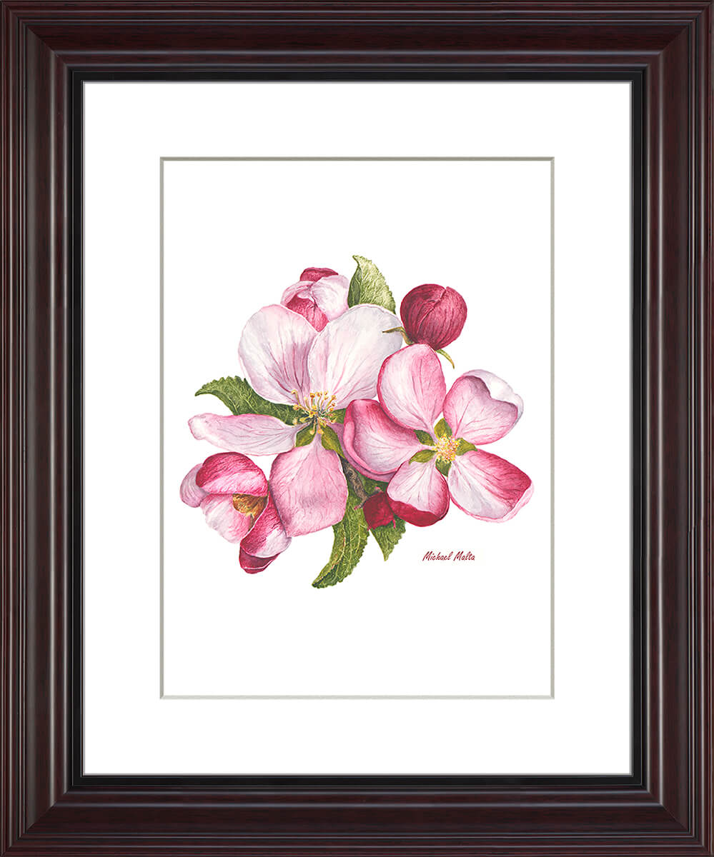 Apple Blossoms Artwork