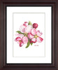 Apple Blossoms - Framed Prints