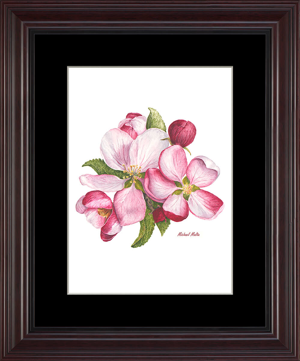 Apple Blossoms Artwork