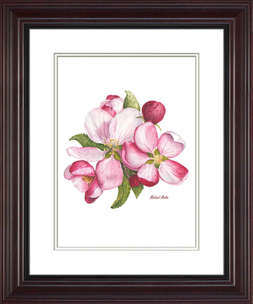 Apple Blossoms Artwork
