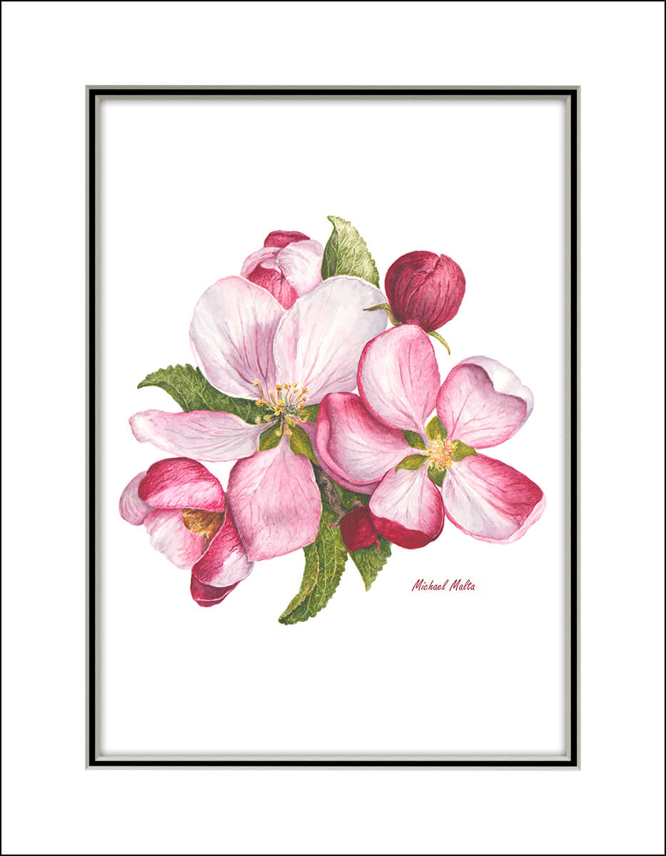 Apple Blossoms Artwork