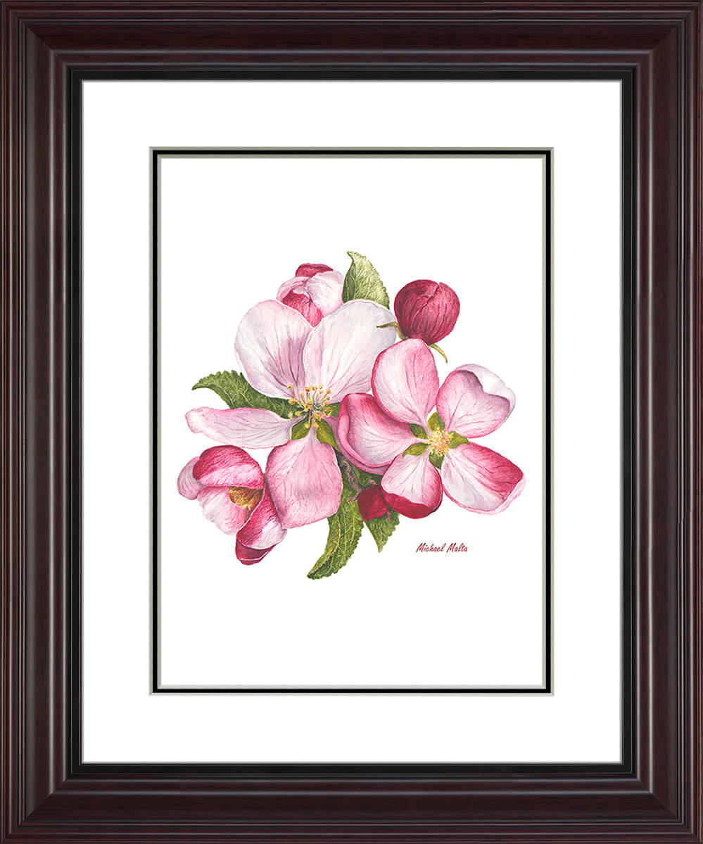 Apple Blossoms Artwork