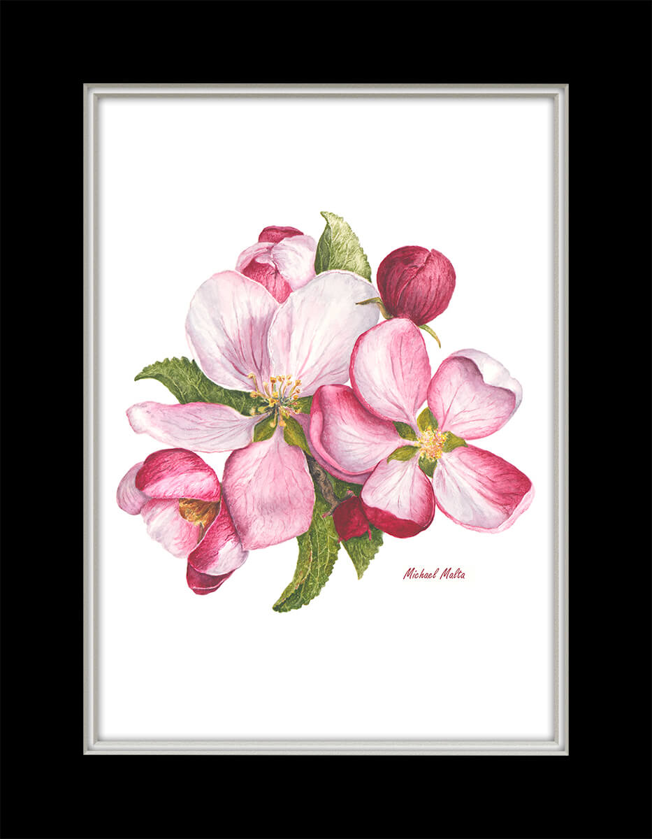 Apple Blossoms Artwork