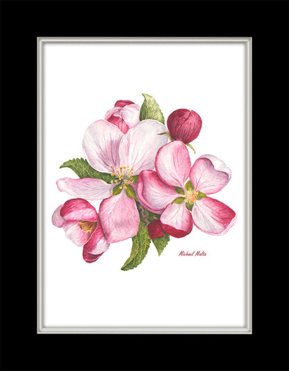 Apple Blossoms Artwork