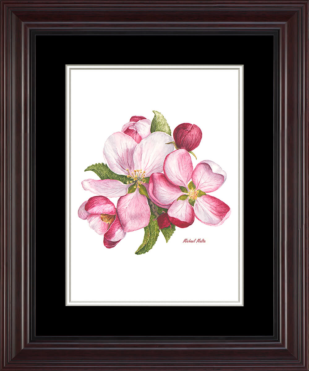 Apple Blossoms Artwork