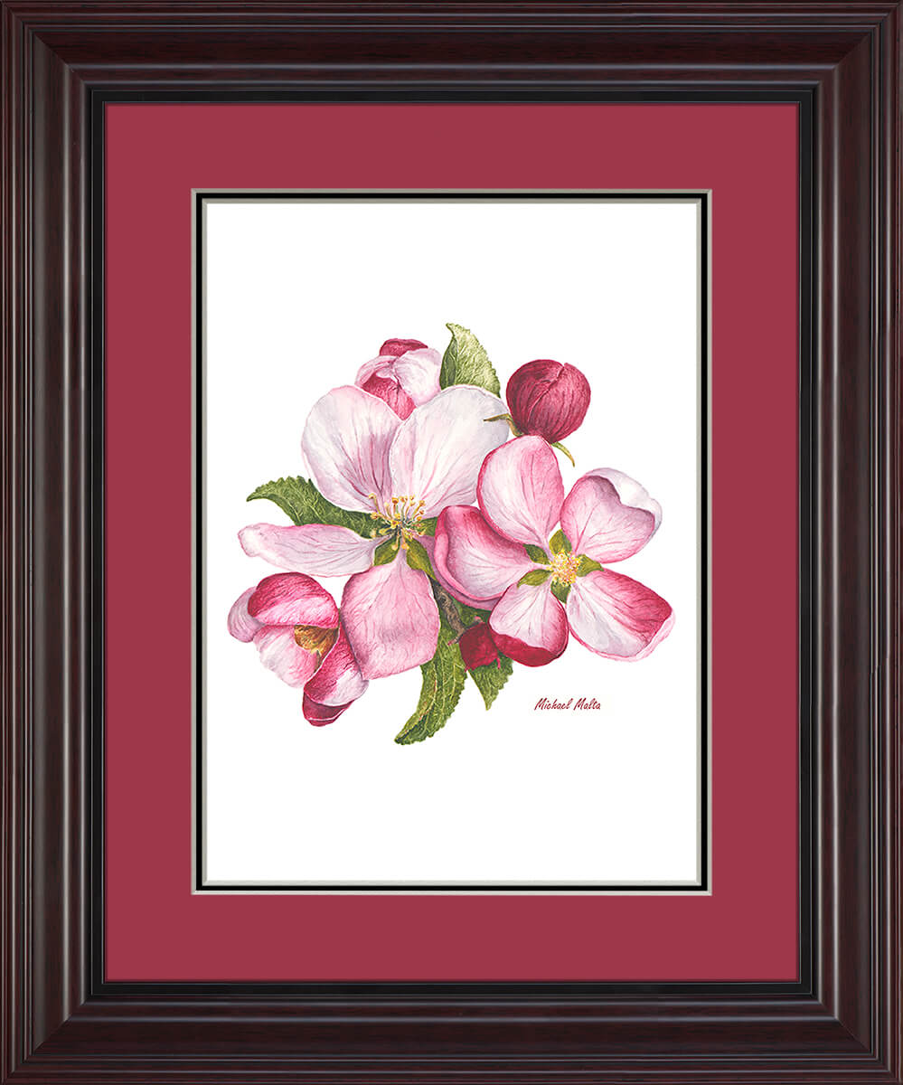 Apple Blossoms Artwork