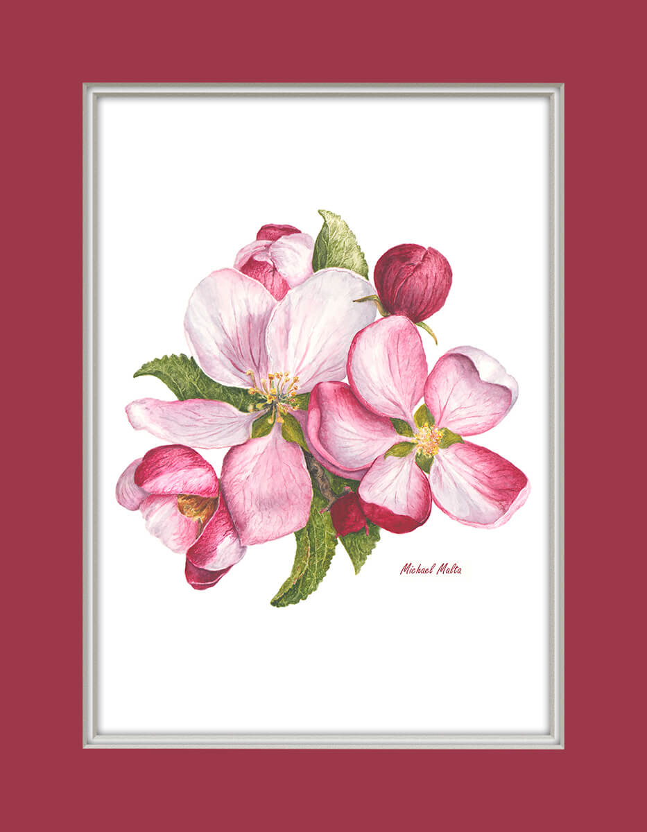 Apple Blossoms Artwork