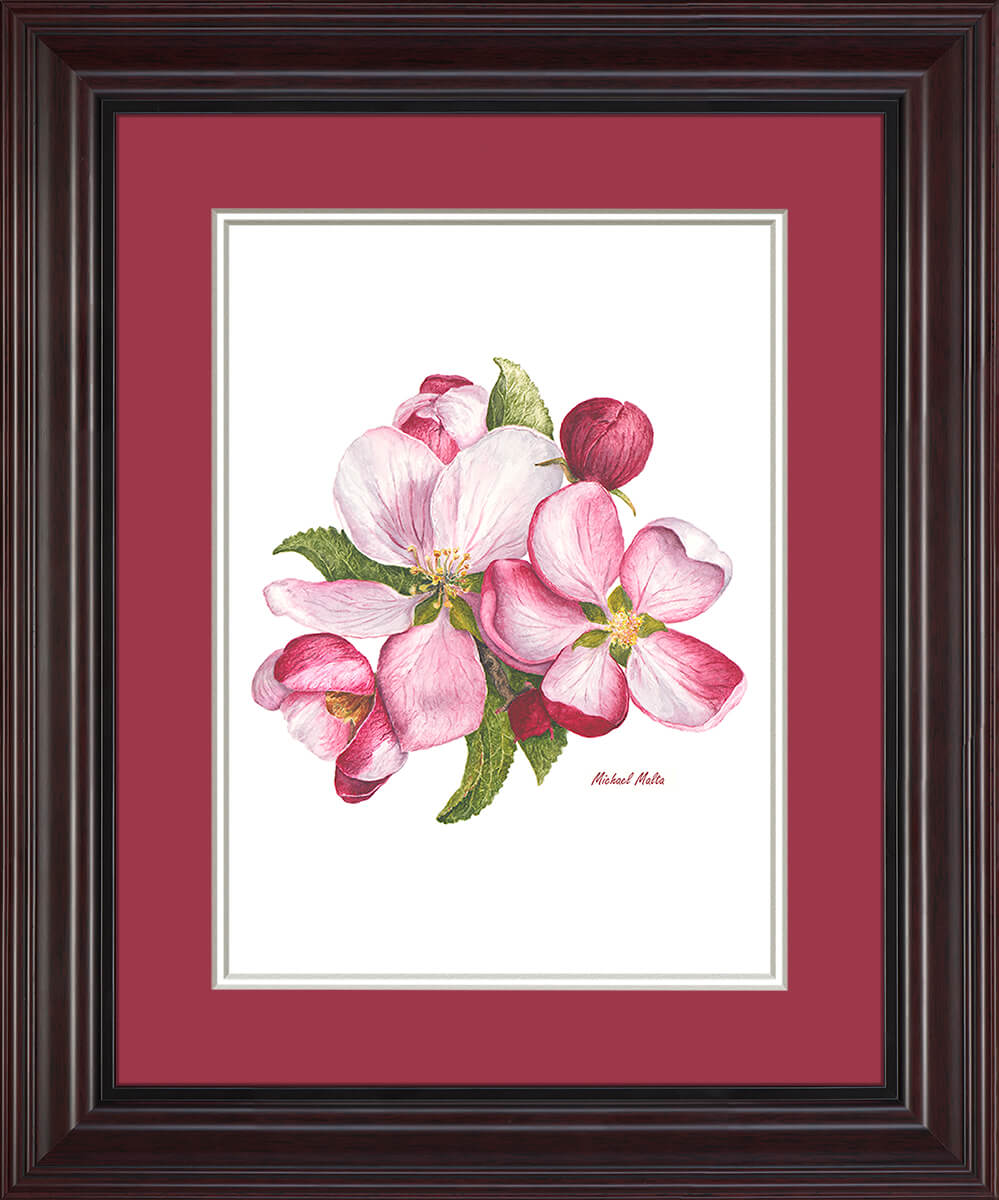 Apple Blossoms Artwork