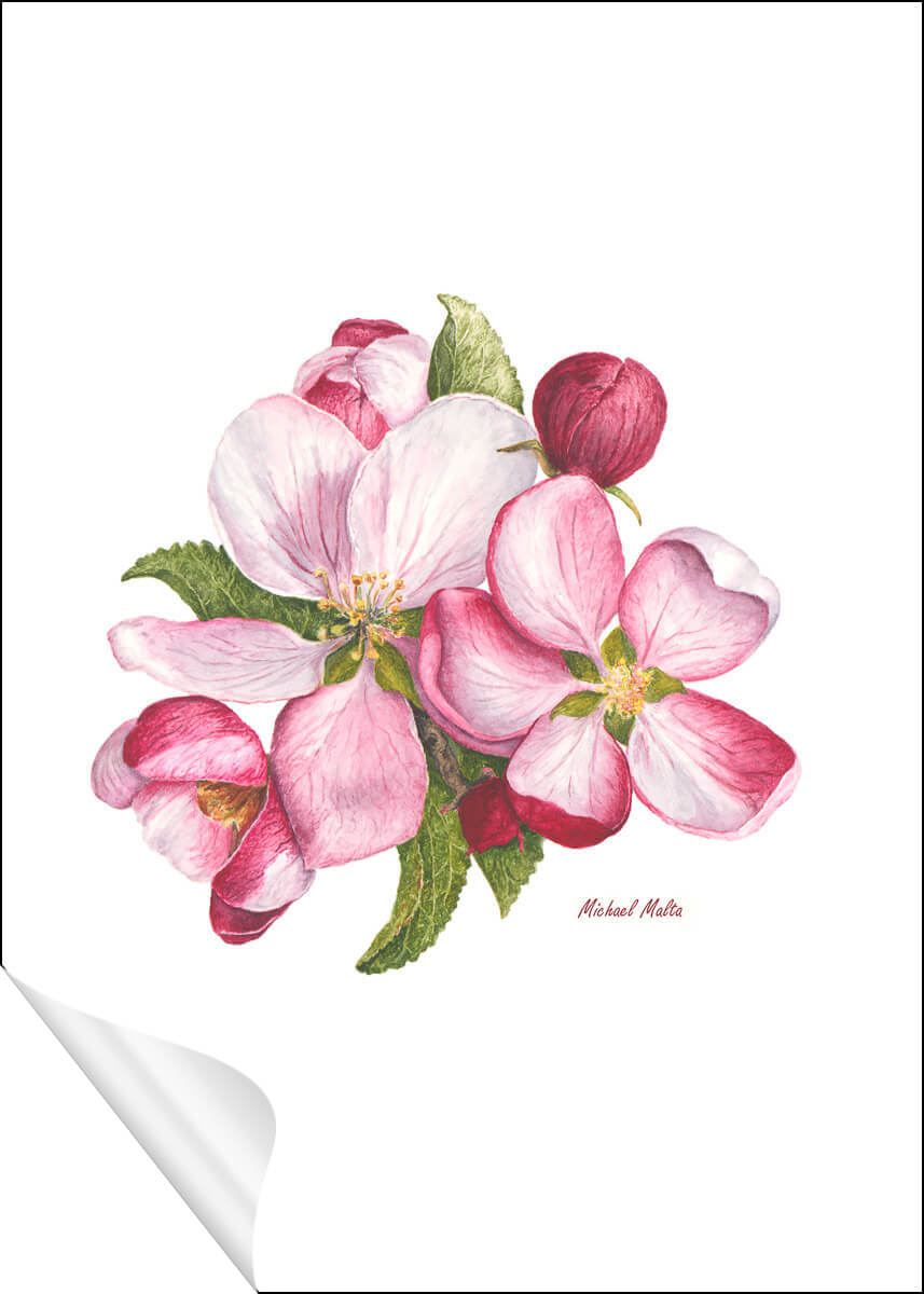 Apple Blossoms Artwork
