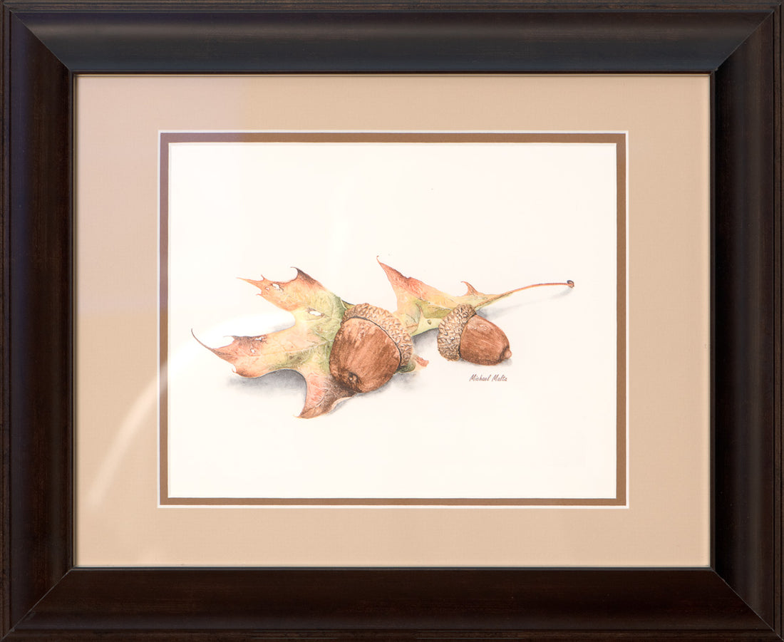 Autumn Oak And Acorns - Studio Framed Print