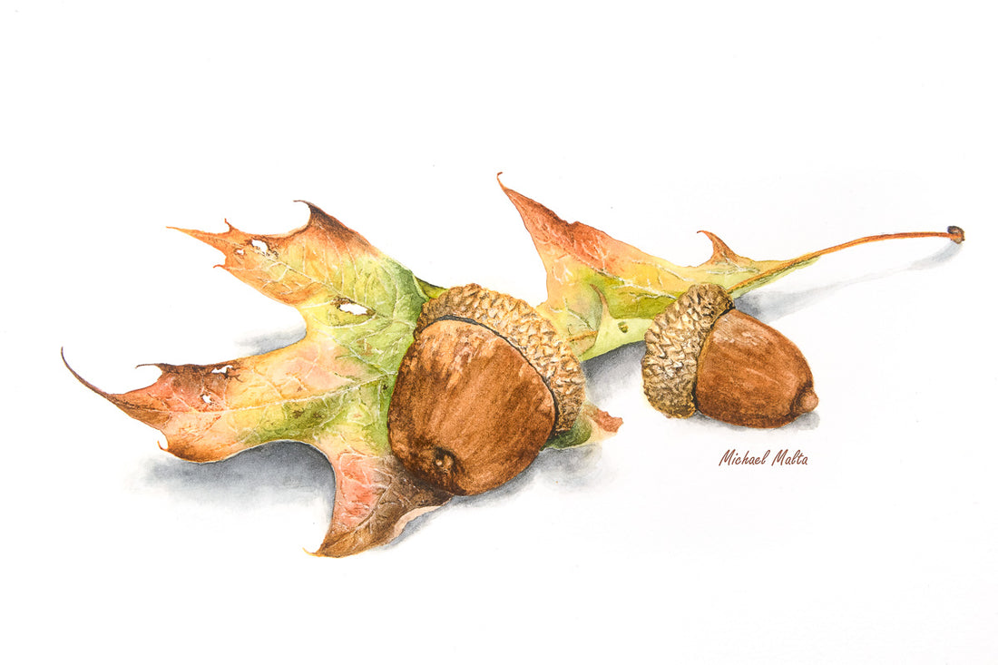 Autumn Oak And Acorns - Studio Framed Print
