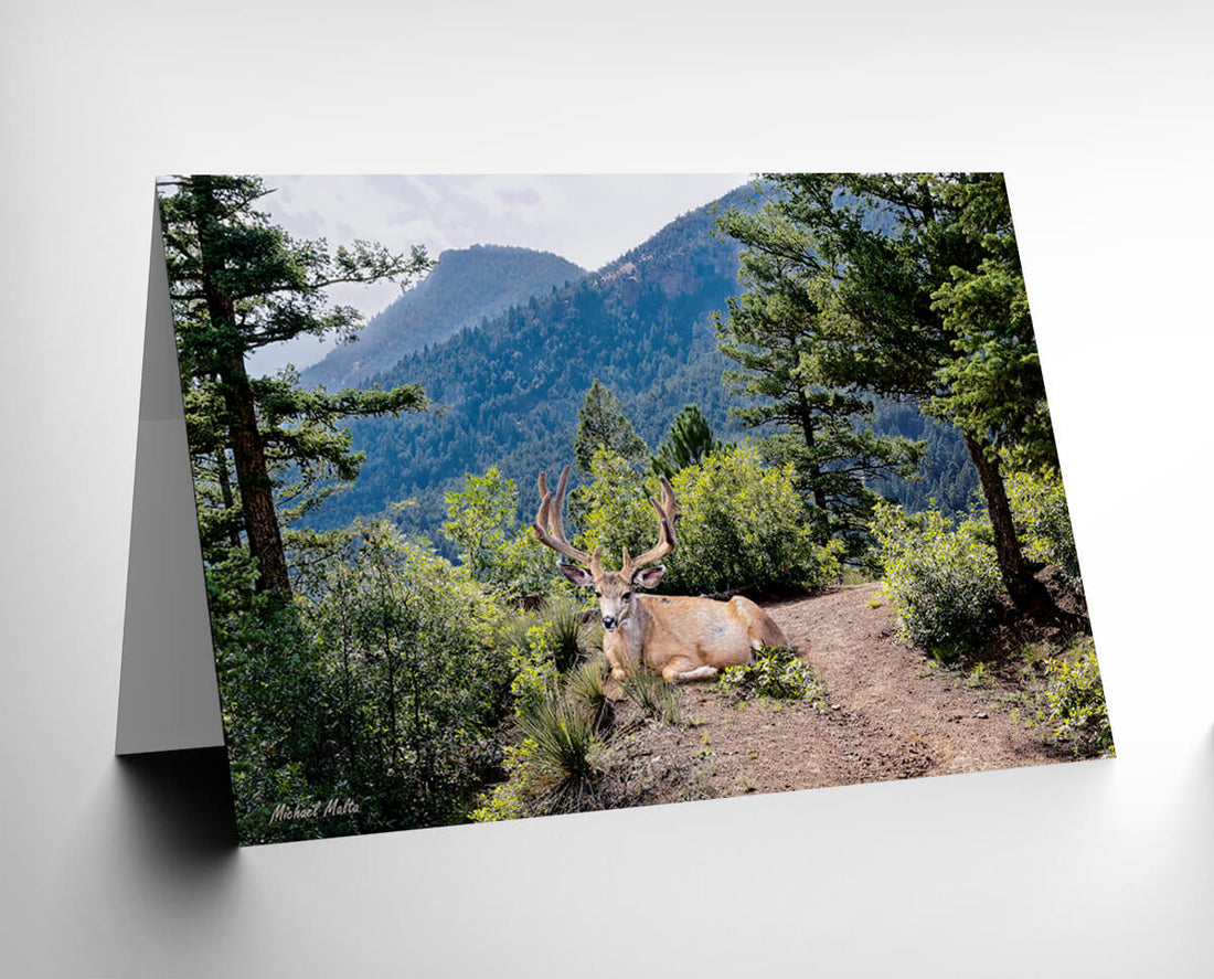 Taking a Break - Greeting Card