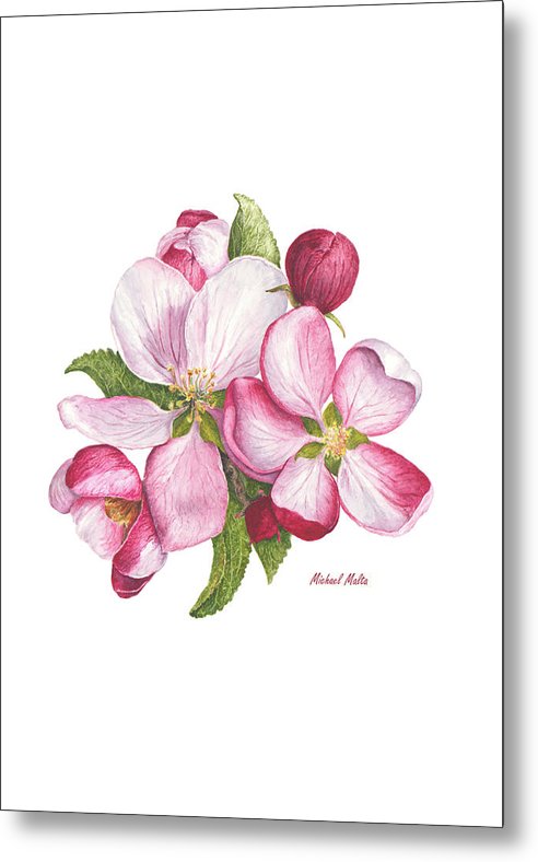 Apple Blossoms - Metal Print