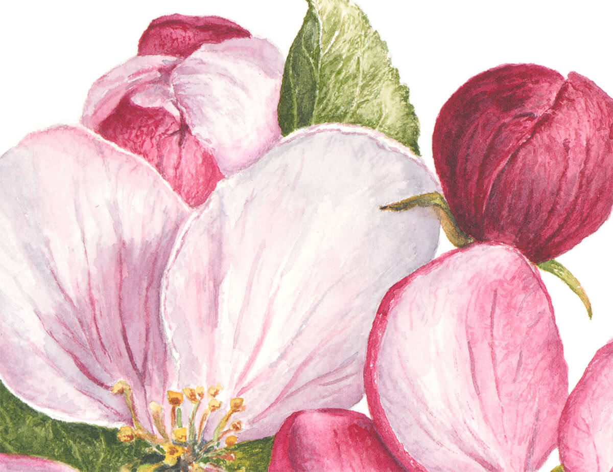 Apple Blossoms Artwork