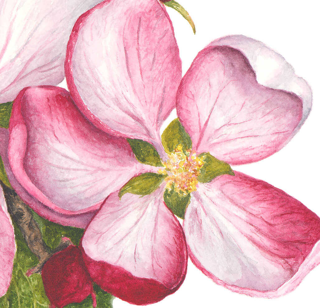 Apple Blossoms Artwork