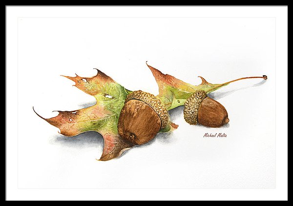 Autumn Oak And Acorns - Framed Print