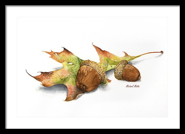 Autumn Oak And Acorns - Framed Print