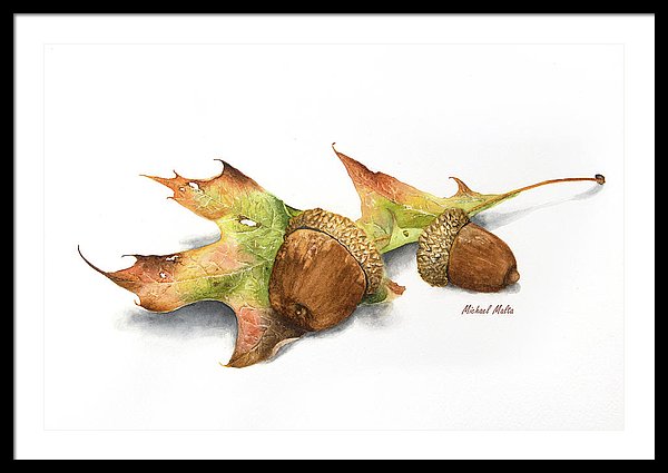 Autumn Oak And Acorns - Framed Print