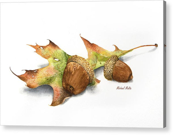 Autumn Oak And Acorns - Acrylic Print