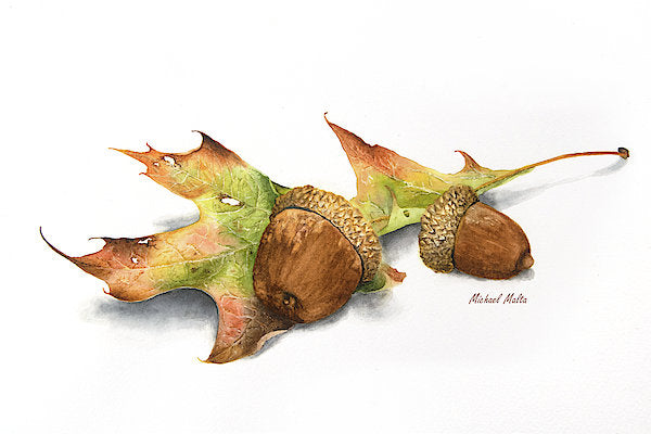 Autumn Oak And Acorns - Art Print