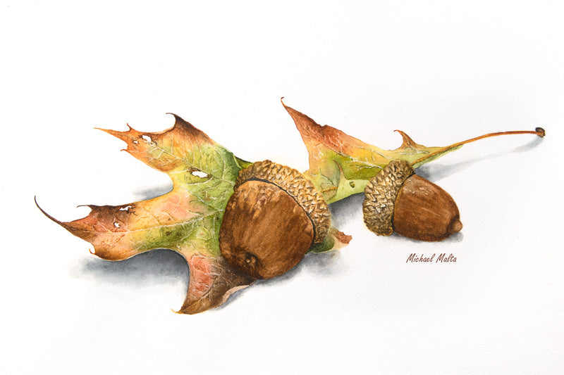 Autumn Oak and Acorns - Original