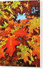 Burst Of Autumn - Canvas Print