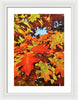 Burst Of Autumn - Framed Print