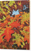 Burst Of Autumn - Wood Print