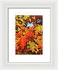 Burst Of Autumn - Framed Print