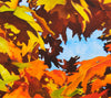 Burst Of Autumn - Resin Print