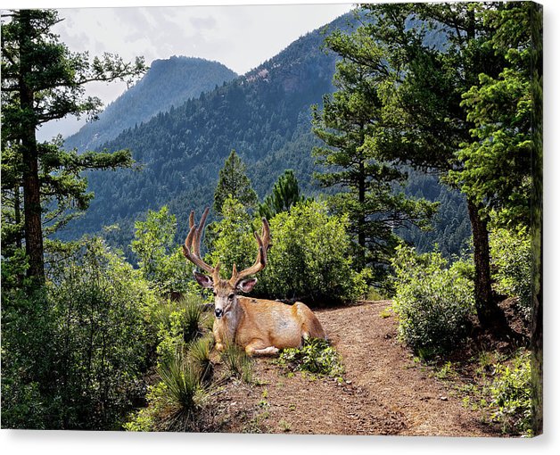 Taking A Break - Canvas Print