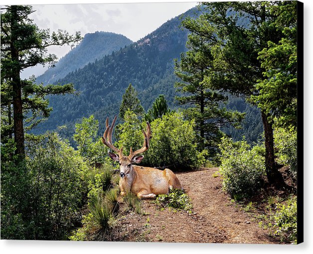 Taking A Break - Canvas Print