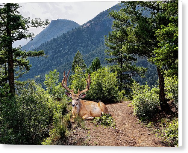 Taking A Break - Canvas Print