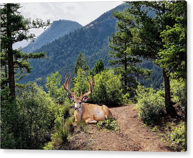 Taking A Break - Acrylic Print