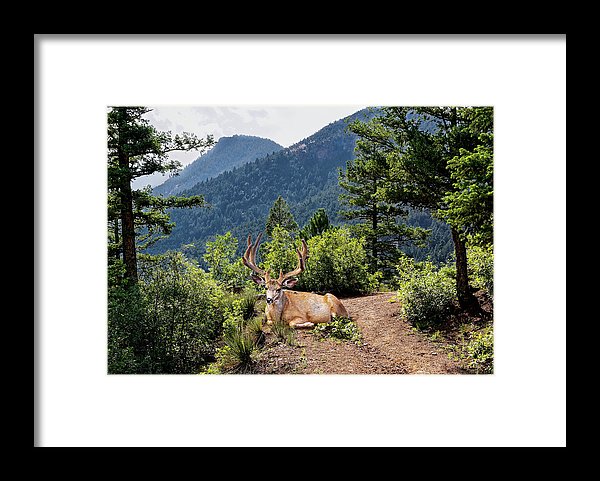 Taking A Break - Framed Print