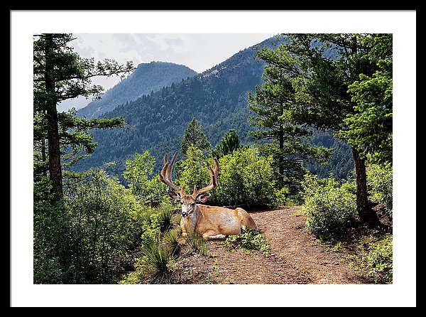 Taking A Break - Framed Print